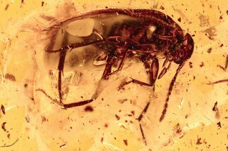 Detailed Fossil False Flower Beetle (Scraptiidae) in Baltic Amber #278817