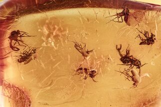 Fossil Biting Midge (Ceratopogonidae) Swarm in Baltic Amber #278822