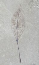 Fossil Populus Leaf - Green River Formation #15869