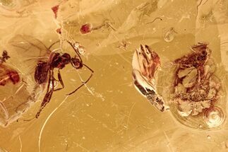 Fossil Winged Ant, Parasitoid Wasp, and Mite In Baltic Amber #278841