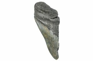 Partial Megalodon Tooth - South Carolina #272566