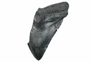 Partial Megalodon Tooth - South Carolina #272572