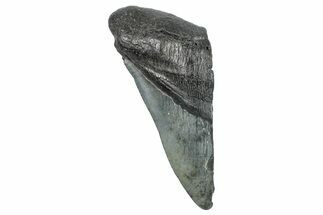 Partial Megalodon Tooth - South Carolina #272573