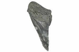 Partial Megalodon Tooth - South Carolina #272579