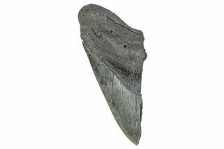Partial Fossil Megalodon Tooth - South Carolina #272580
