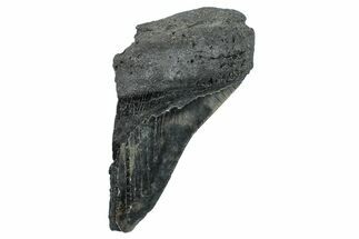 Partial Fossil Megalodon Tooth - South Carolina #272584