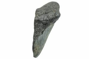 Partial Megalodon Tooth - South Carolina #272585