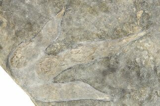 Dinosaur (Grallator) Track - Positive Impression With Visible Claws #279110