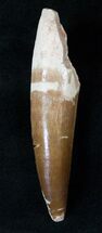 Spinosaurus Tooth With Beautiful Enamel #15873