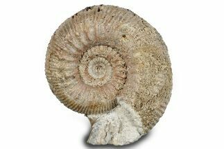 Jurassic Ammonite (Stephanoceras) Fossil - England #279160