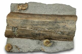 Fossil Ammonites with Petrified Wood - Dorset, England #279171