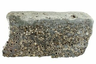 Polished Fossil Teredo (Shipworm Bored) Wood - England #279339