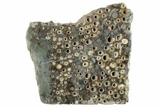 Polished Fossil Teredo (Shipworm Bored) Wood - England #279391