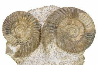 Two Jurassic Ammonite (Parkinsonia) Fossils - France #279349