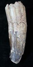 Gigantic Spinosaurus Tooth - Massive Tooth #15875