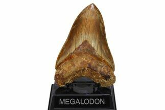 Serrated, Fossil Megalodon Tooth - Indonesia #279223