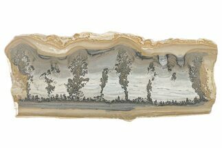 Triassic Aged Stromatolite Fossil - England #279493