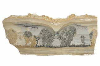 Triassic Aged Stromatolite Fossil - England #279499