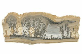 Triassic Aged Stromatolite Fossil - England #279500