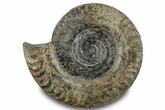 Jurassic Ammonite (Hildoceras) Fossil - England #279538