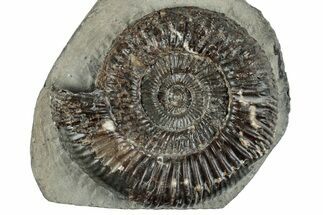 Jurassic Ammonite (Peronoceras) Fossil - England #279543