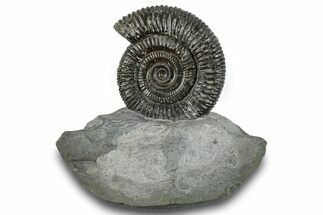 Jurassic Ammonite (Dactylioceras) Fossil - England #279544