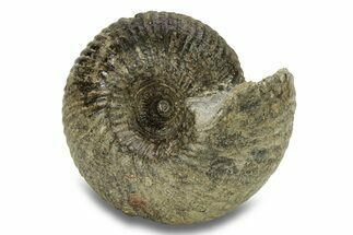 Jurassic Ammonite (Cadoceras) Fossil - Gloucestershire, England #279560
