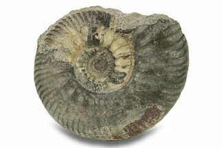 Jurassic Ammonite (Kepplerites) Fossil - Gloucestershire, England #279561