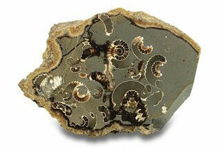 Polished Ammonite (Promicroceras) Slice - Marston Magna Marble #279456