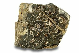 Polished Ammonite (Promicroceras) Slice - Marston Magna Marble #279458
