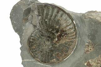 Jurassic Ammonite (Pseudolioceras) Fossil - England #279551