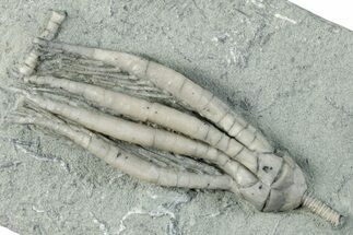 Fossil Crinoid (Scytalocrinus) - Crawfordsville, Indiana #279617