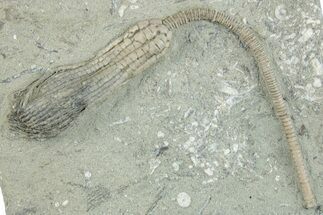Fossil Crinoid (Pachylocrinus) - Crawfordsville, Indiana #279651
