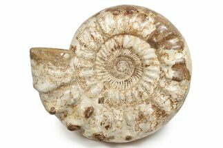 Monster Jurassic Ammonite (Kranosphinctes) Fossil - Madagascar #279775