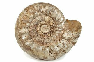 Giant, Jurassic Ammonite (Kranosphinctes) Fossil - Madagascar #279779