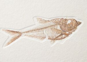 Beautiful Diplomystus Fossil Fish #15906