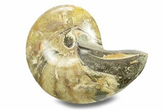 Polished Fossil Nautilus - Madagascar #280033