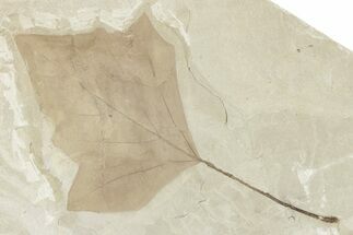 Fossil Leaf (Aleurites) - Green River Formation, Utah #280199
