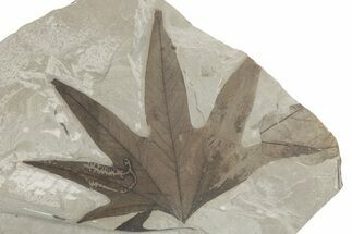 Large, Fossil Sycamore (Macginitiea) Leaf - Utah #280205