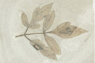 Eocene Fossil Balloon Vine (Cardiospermum) Leaf - Utah #280207