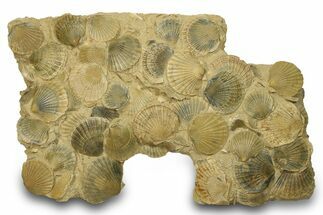 Spectacular Fossil Scallop (Pecten) Cluster #280206