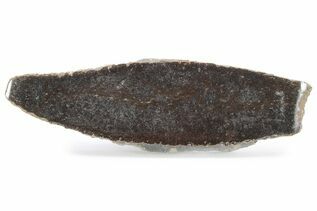 Reptile & Amphibian Fossils For Sale