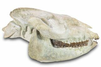 Fossil Running Rhino (Hyracodon) Skull - South Dakota #280259