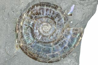 Iridescent Ammonite (Psiloceras) - England #280341