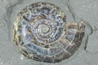 Iridescent Ammonite (Psiloceras) - England #280342
