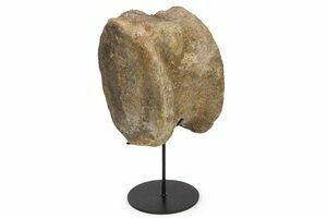 Very Rare Suuwassea Caudal Vertebrae - Wyoming (#26477) For