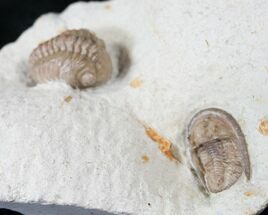 Cordania & Kainops Trilobite Association - Oklahoma #15917