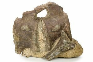 Genuine fossils outlet for sale