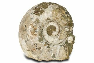 Massive, White Ammonite Fossil ( Lbs) - Madagascar #280485