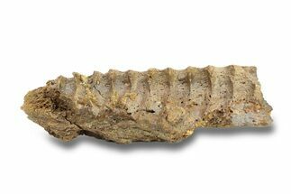 Hadrosaur (Edmontosaurus) Maxilla Section - Wyoming #280404